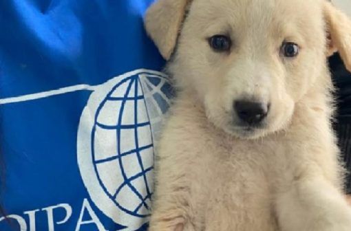 Cuccioli appena nati messi in vendita on line: sequestrati dalle guardie zoofile Oipa