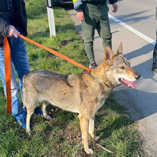 Magenta: cane vagava sulla pericolosissima statale 11, agente della Polizia locale fuori servizio lo soccorre e lo mette in salvo