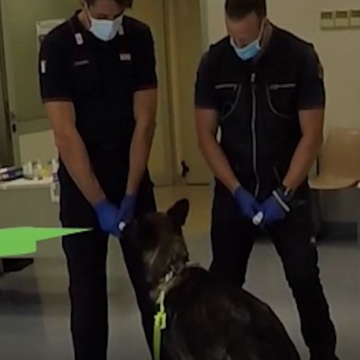 Milano: Max e Berla, i cani anti Covid dell’Arma dei Carabinieri all’ospedale Sacco
