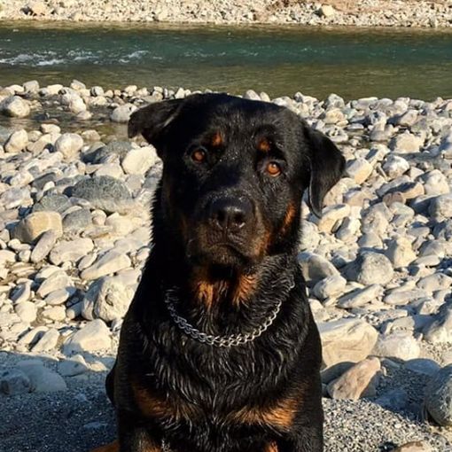 Settimo Milanese: raccolta fondi per Lucio, Lucrezia e i loro cani dopo l’incendio