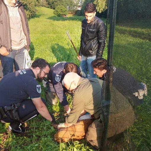 Abbiategrasso: liberato il capriolo rimasto imprigionato nel parco della Fossa