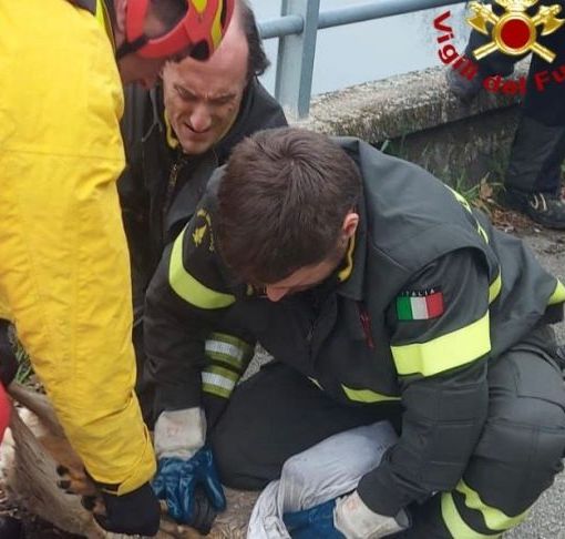 Capriolo finisce nel canale Industriale a Turbigo: salvato dai Vigili del Fuoco
