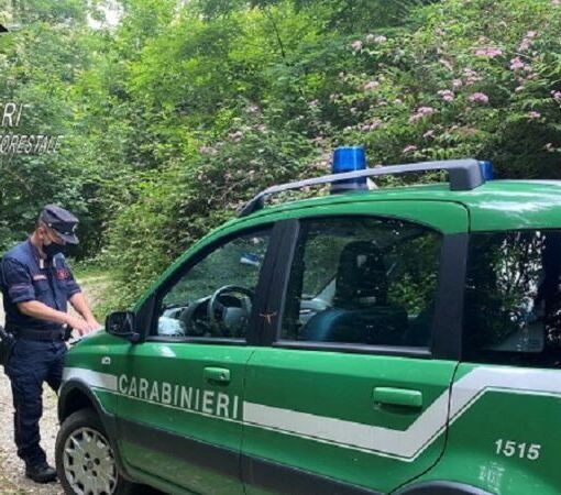 Novarese, Carabinieri forestali sequestrano stabilimento di metalli