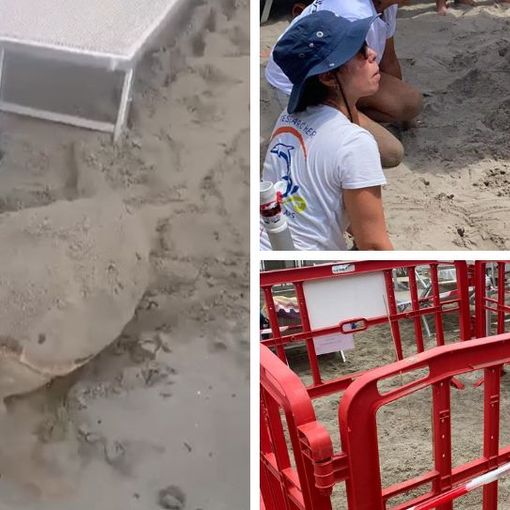 VIDEO. Una splendida tartaruga Caretta Caretta sceglie la sabbia di Alassio per salvarsi e nidificare