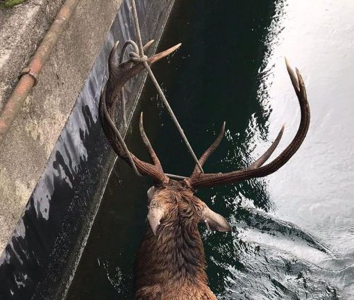 Vizzola Ticino: cervo &quot;innamorato&quot; cade nel Villoresi e viene salvato