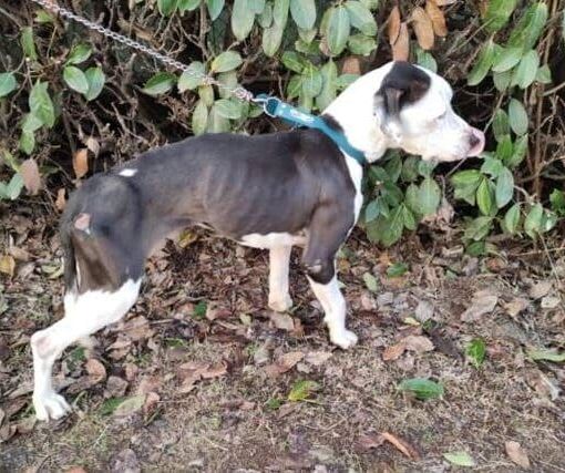 Vita da cani… un incubo. Intervento delle Guardie Zoofile a Pavia