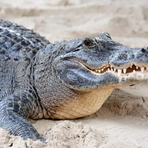 Cremona: pelle di coccodrillo da 2 metri sequestrata in negozio di arte
