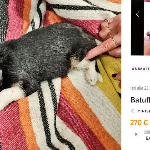 Cucciolo ceduto illegalmente sul web: recuperato dalle guardie dell’Oipa di Milano-Monza, multa da 1000 euro ai venditori