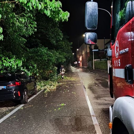 Notte di maltempo a Pavia, albero si abbatte su alcune auto