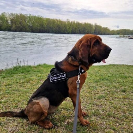 A Trecate è arrivato il cane &quot;molecolare&quot; Dikra