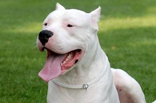 Varese, taglia le orecchie a Dogo: rischia 30mila euro di multa