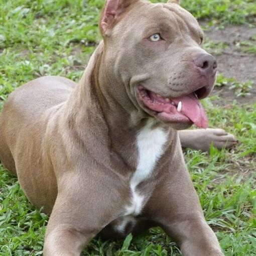 Bimba azzannata a Sesto da pitbull, Oipa: &quot;Vittima delle mode&quot;