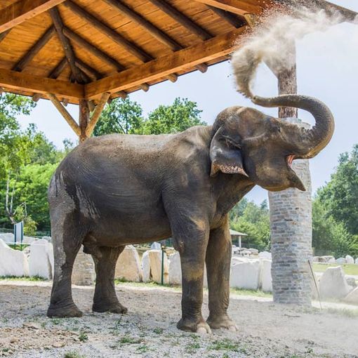 Grandi appuntamenti, iniziative e novità: il programma autunnale del Safari Park Lago Maggiore