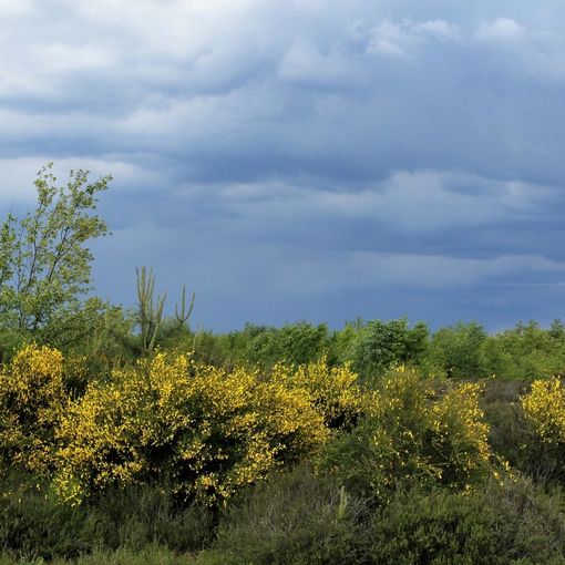 Life Drylands: via alla riqualificazione della Fagiana tra Magenta e Robecco