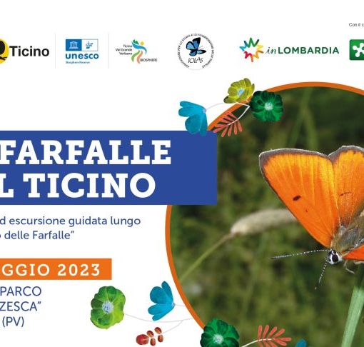 Domenica 14 le farfalle del Ticino...alla Sforzesca di Vigevano