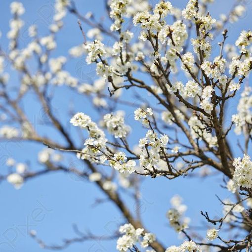 Festa dell’Albero, Cresce il Giardino dei Ciliegi di Trecate
