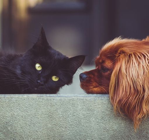 Cercasi volontari per il canile e gattile di Novara