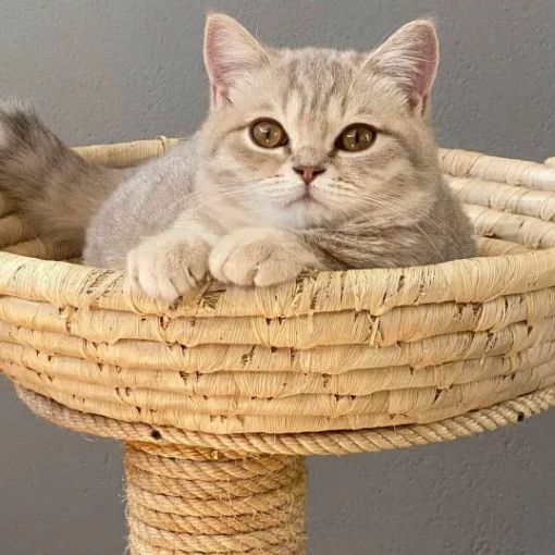 A Ozzero, dal 3 dicembre, il primo ‘relais per gatti’: nasce Casa Dolce Cosi