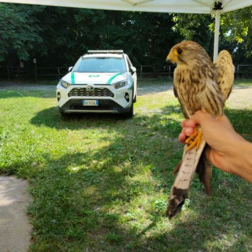 Gheppio ferito salvato dalla Polizia locale di Castano Primo