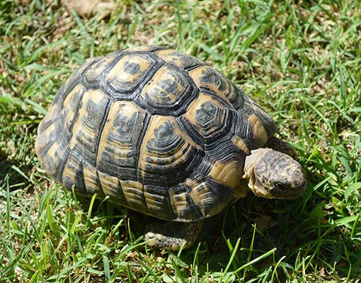 Tartaruga a scuola, portata al centro recupero animali di Vanzago. La Procura apre un'inchiesta