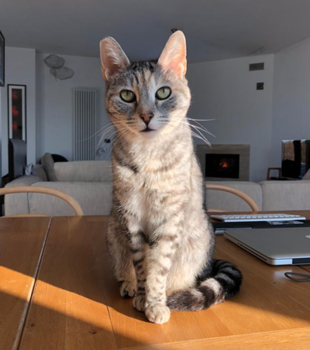 Lettere al Direttore: raccolta fondi per i mici del gattile di Vigevano, l'appello dei volontari