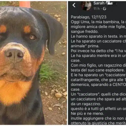 Parabiago. Parla l’avvocato del cacciatore. “Il mio assistito sta subendo un linciaggio mediatico. Ha sparato per stato di necessità”