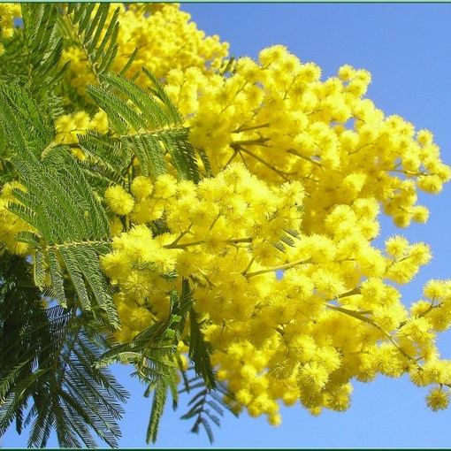 8 marzo: addio a una mimosa su tre... causa siccità