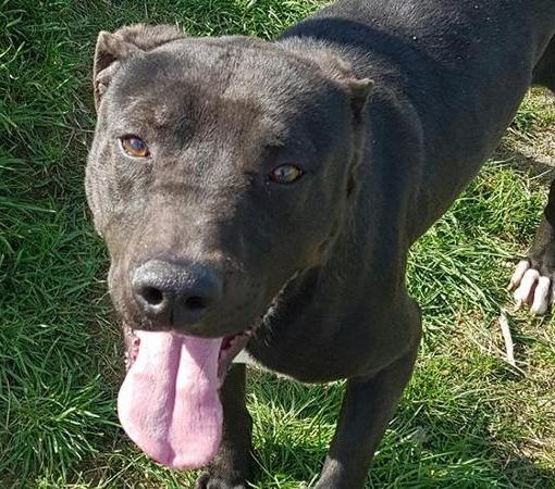 Quattro pitbull seminano scompiglio a Bernate e sbranano tre caprette