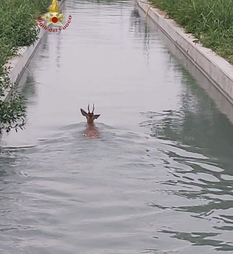 Salvataggio di un capriolo dal canale Depretis
