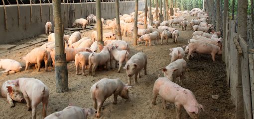 Peste suina, in Lombardia 53% maiali italiani. Coldiretti: «Bene ordinanza salva stalle»
