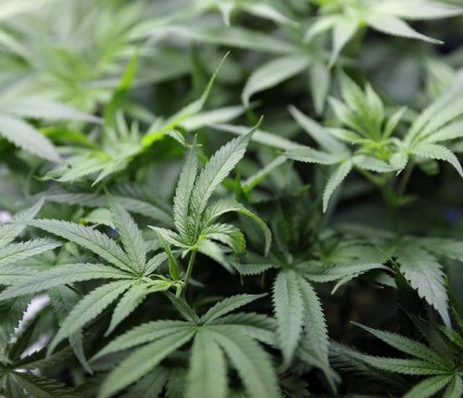Cesano Boscone: 60 chili di ‘maria’ in casa, arrestato italiano 57enne