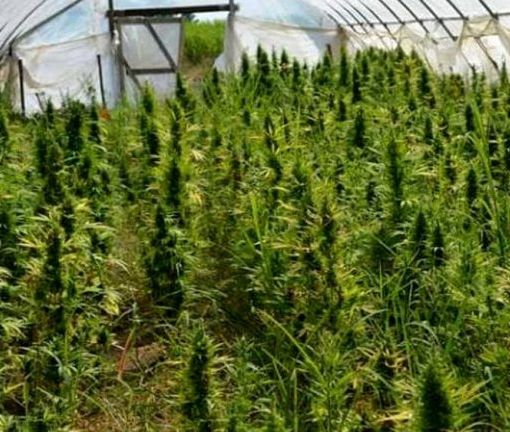Casale Monferrato: 63enne perde il reddito di cittadinanza e si mette a coltivare marijuana
