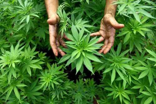 Mamma fa indigestione biscotti alla marijuana, figlio arrestato