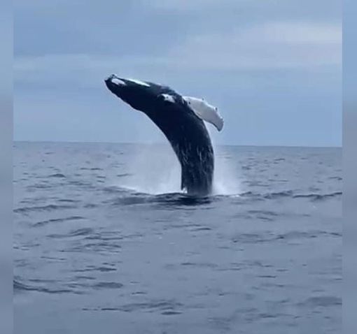 Arenzano, lo spettacolo della megattera che 'danza' poco distante dalla costa (VIDEO)