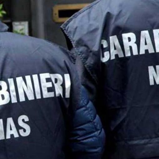 Escrementi di topi nel ristorante orientale, i Nas chiudono ristorante a Novara