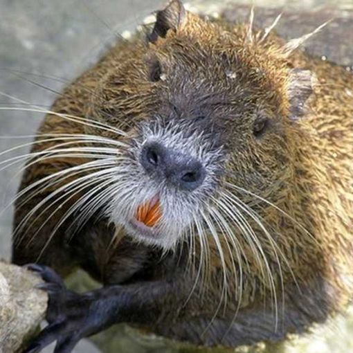 Guerra alle nutrie. La Lombardia sdogana il ‘Pest- Control’ per arginare l’invasione