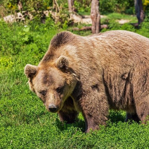 L'OPINIONE. L'orsa è viva, viva l'orsa. La legge della natura non si piega a quella degli uomini