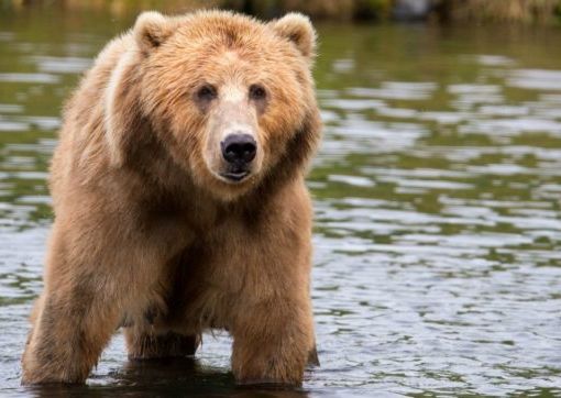 Per non fare come i nuovi barbari, la LAV si candida a portare in salvo l’orsa Jj4: “Uccisione inutile”