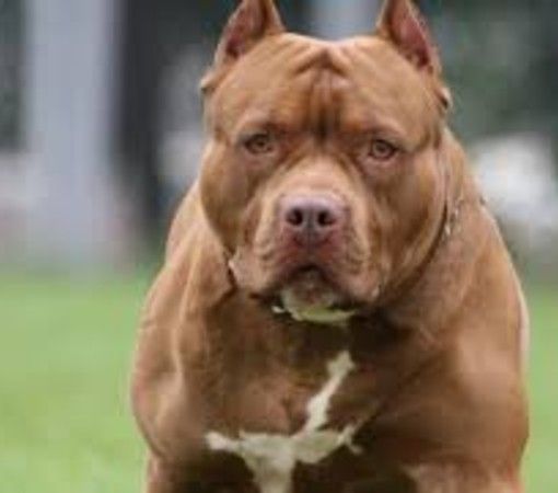 Dal 7 luglio al via la seconda edizione del corso di Ats Pavia, per il rilascio del patentino dei cani a rischio aggressività