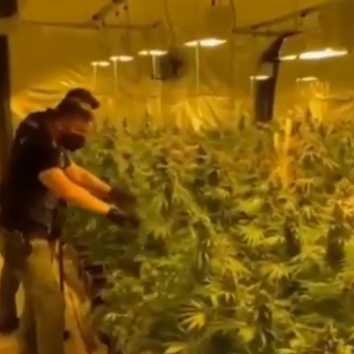 VIDEO. Operazione &quot;The Growers&quot;, sgominata banda di coltivatori e spacciatori di marijuana