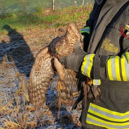 La poiana va a caccia ma resta incastrata nel pollaio: per liberarla servono i vigili del fuoco