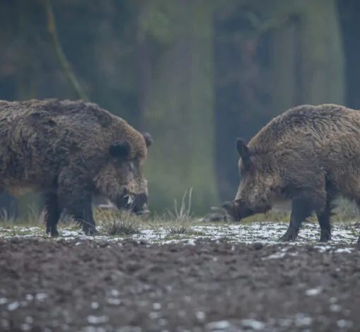 Peste suina: nel Pavese abbattuti 33mila maiali