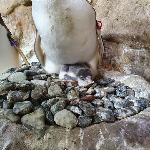 Festa all’acquario di Genova per la nascita di quattro pinguini