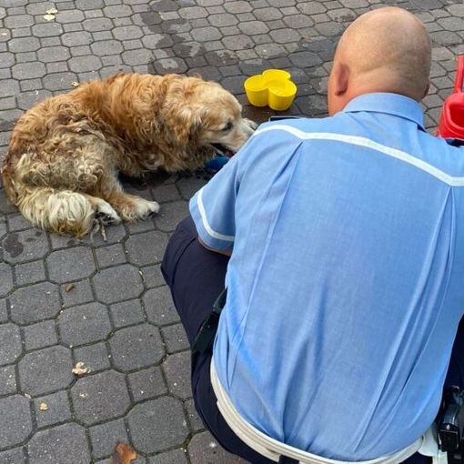 Cane lasciato solo in auto salvato dalla Polizia locale a Castellanza