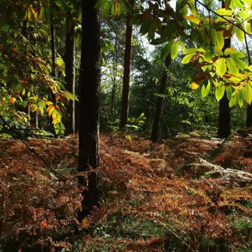 La quercia più resistente? E’ nel Parco del Ticino, a Motta Visconti