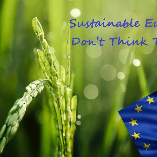 Pavia, ecco il riso &quot;eco sostenibile&quot; lanciato da Knorr