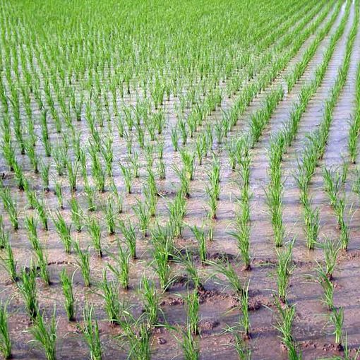 &quot;Niente guerra dell’acqua tra poveri a Novara e Pavia&quot;