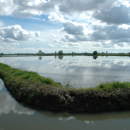 Siccità, nelle risaie pavesi spuntano... i ladri d’acqua