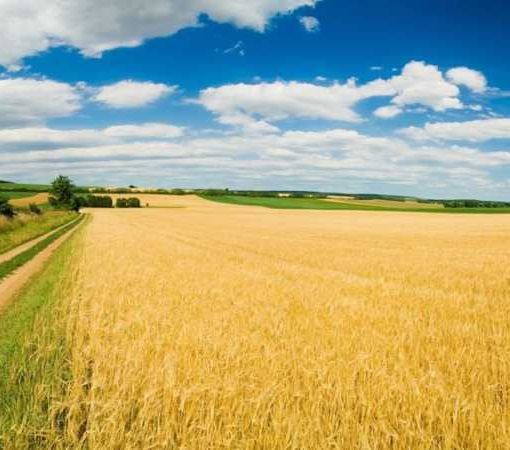 Riso, nuovi strumenti per tutelare il reddito delle aziende