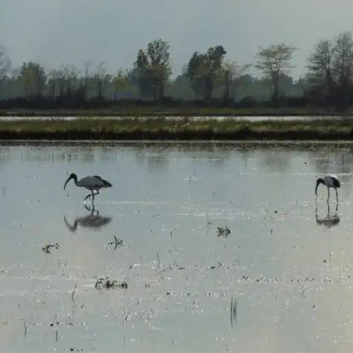 Lomellina: da oggi incontri sul Programma di Sviluppo Rurale